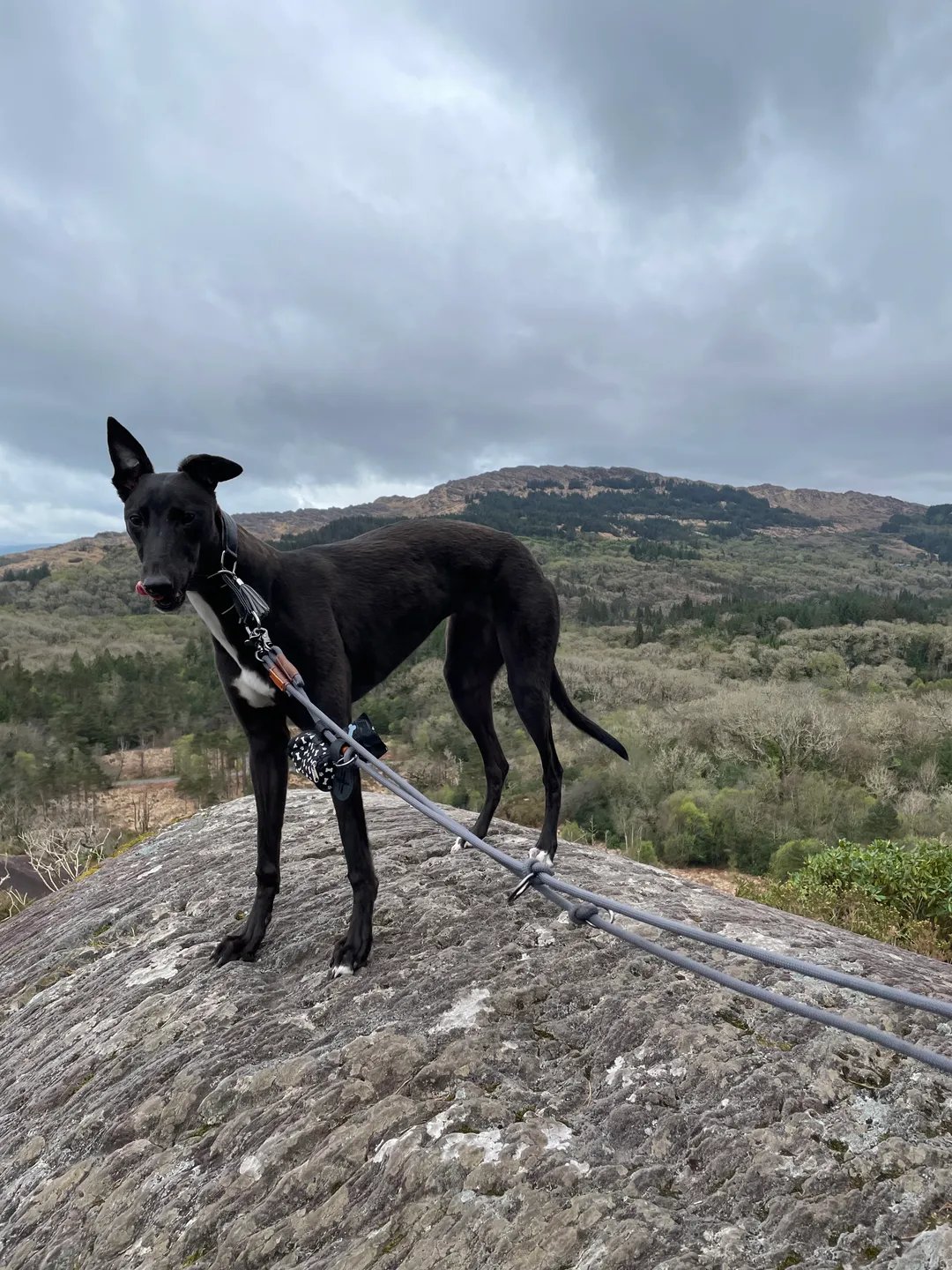 A black dog exploring the hills on a hike