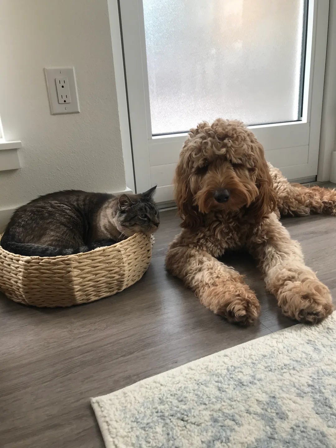Our resident cat and dog relaxing together indoors