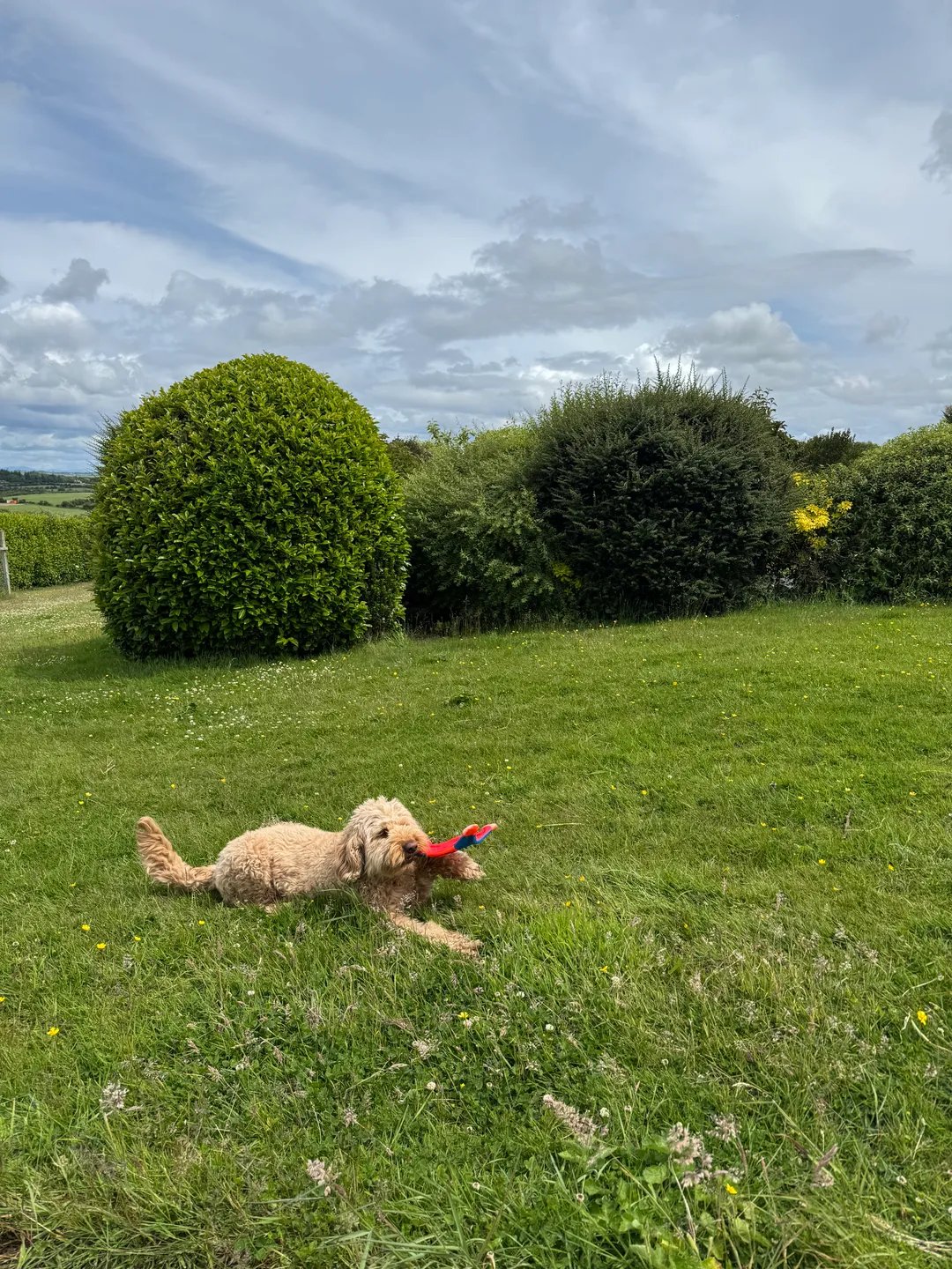 A happy dog playing with a toy on our lawn