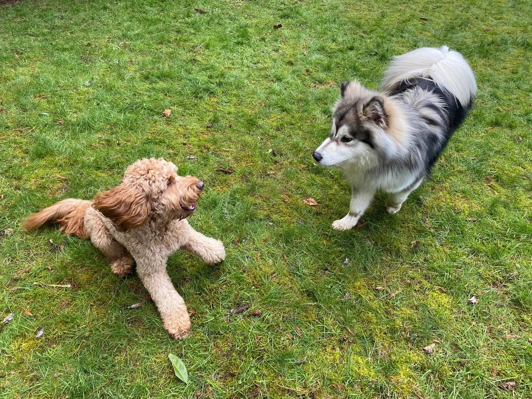 Happy dogs playing on the retreat's grassy lawn