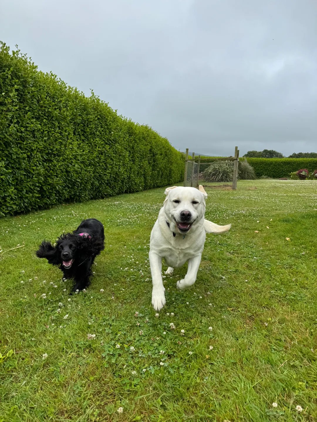 Dogs running freely in our secure grassy field