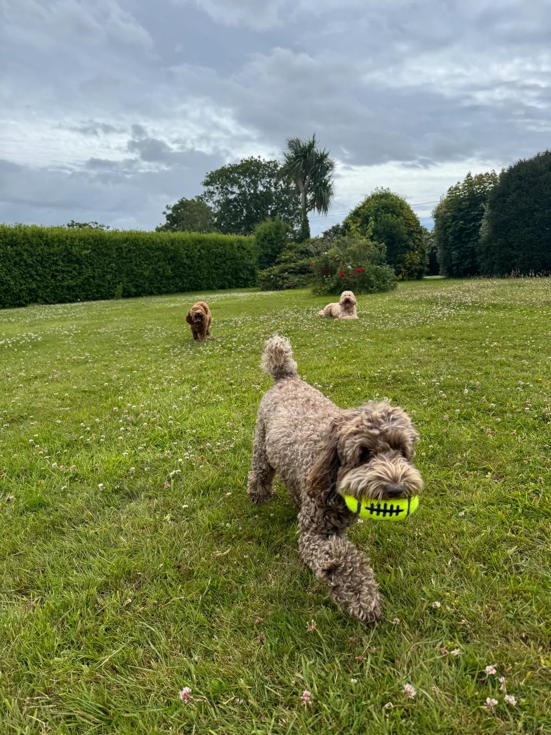 Dog playing fetch with a toy on the lawn