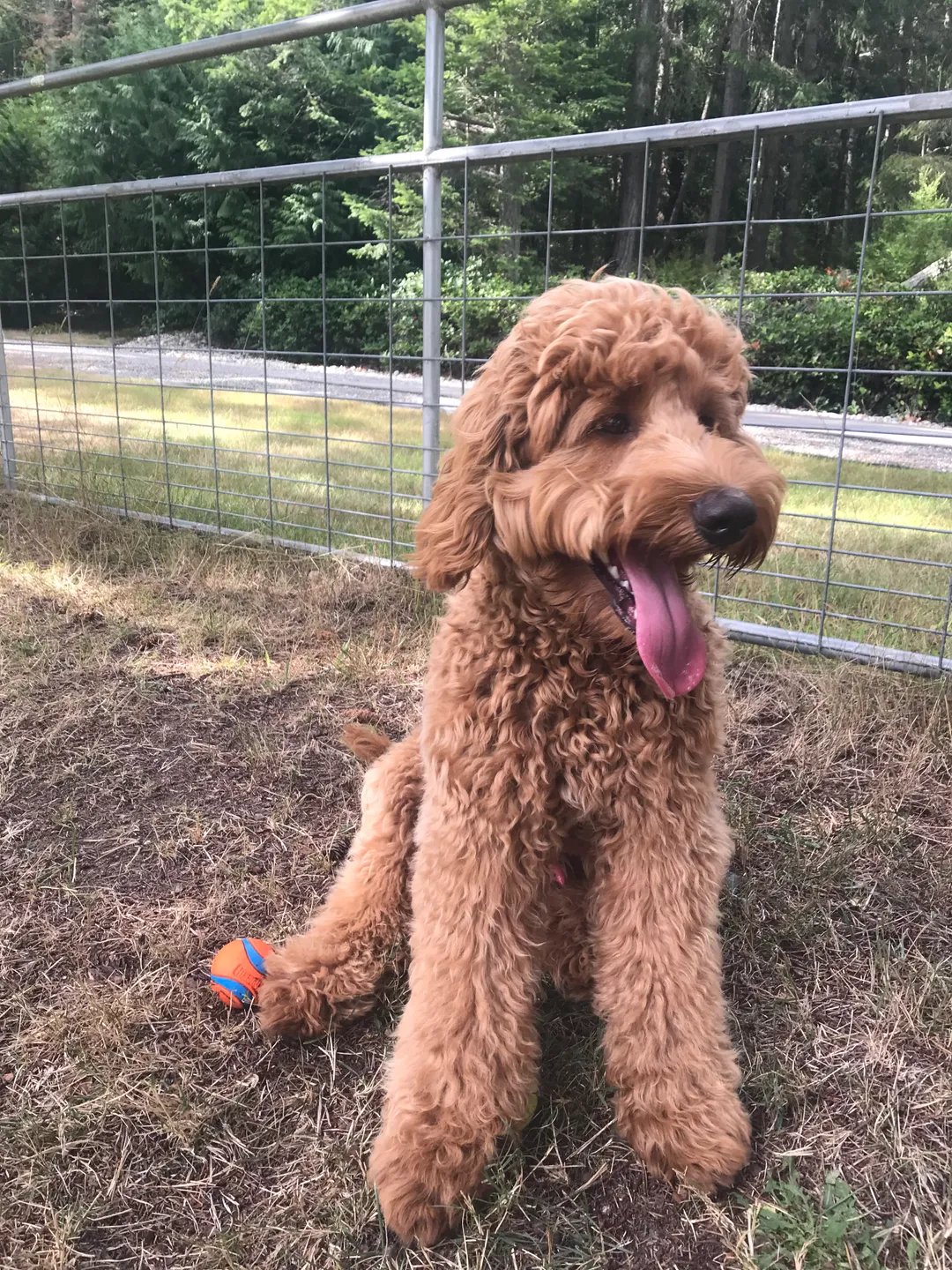 Dog enjoying playtime with a ball outside