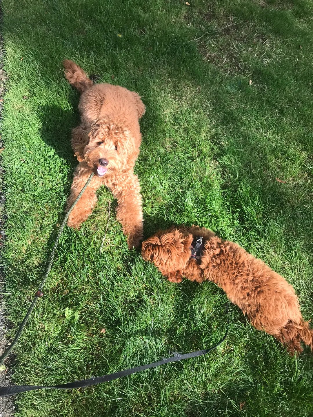 Dogs relaxing on the grass after enrichment activities
