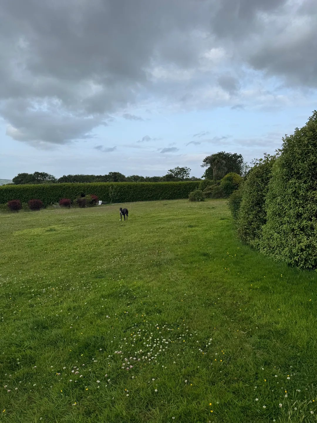 Our large, safe field perfect for off‑lead play