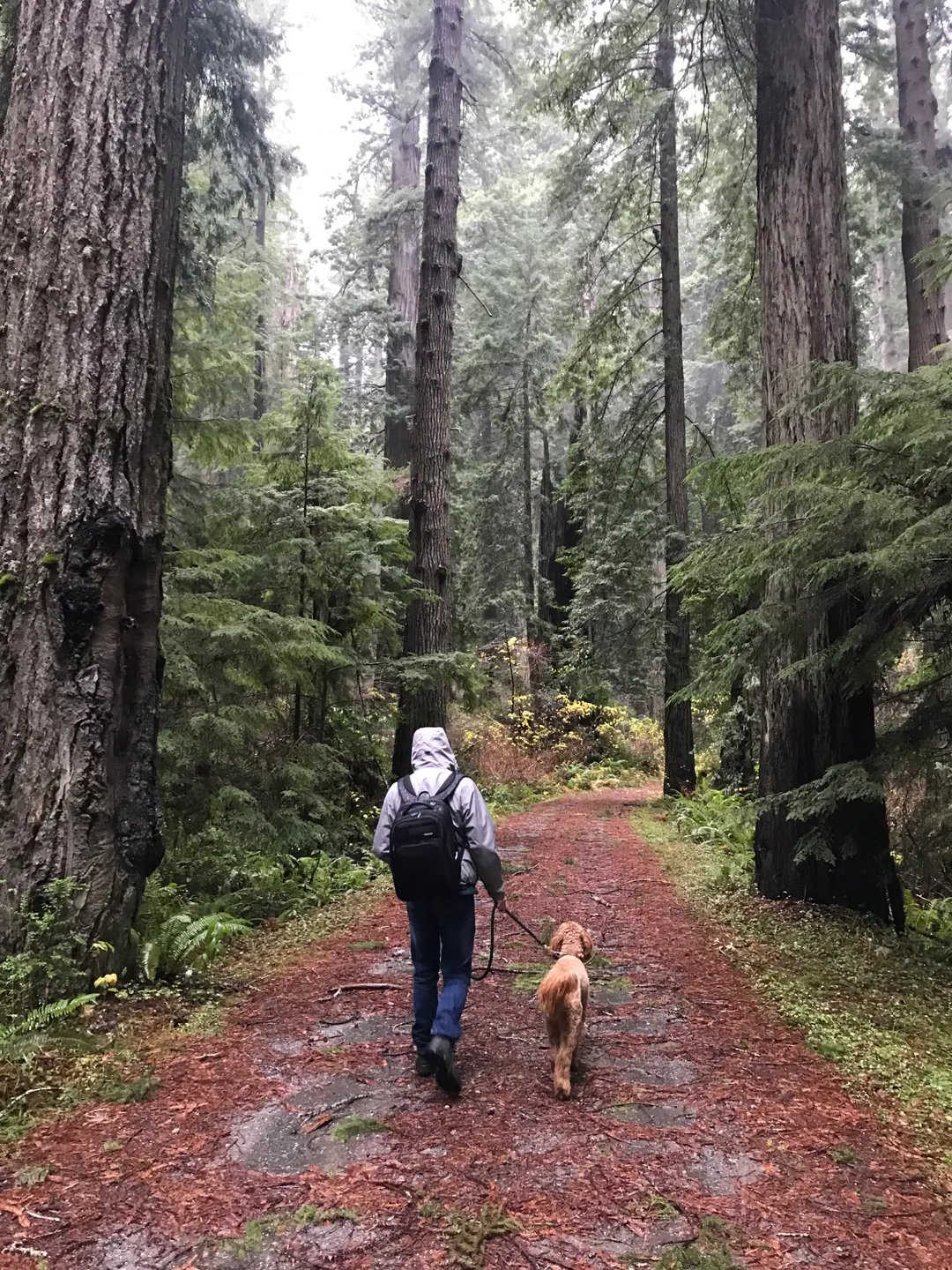 Taking a stroll through tranquil forest paths with a dog
